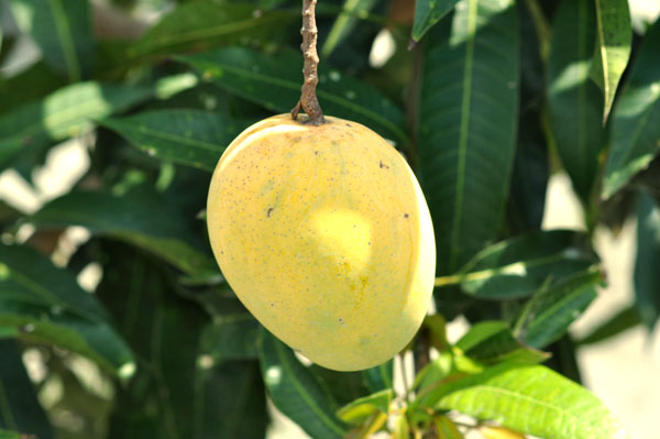 金蜜芒果成熟样子